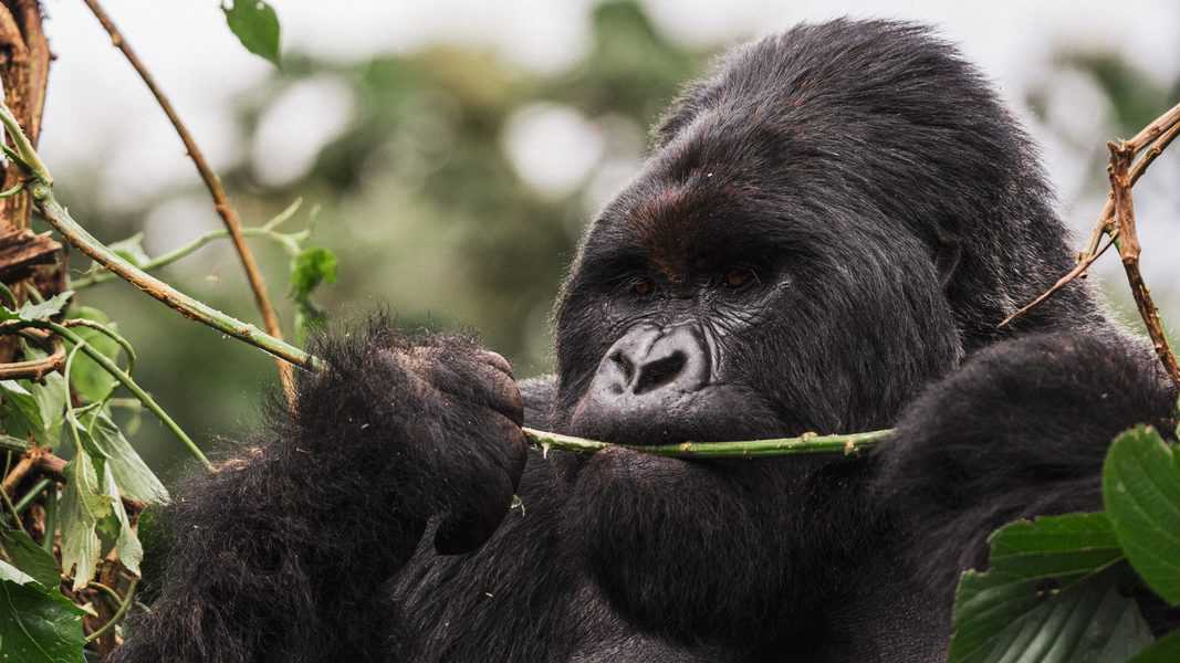 בשונה מקופים אחרים שפוגשים במהלך הטיול, הגורילות חיות על הקרקע וקל מאוד לראות אותן ולשהות בקרבתן