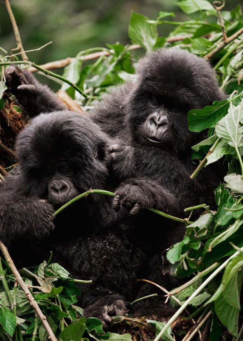 בזמן שאנחנו בקושי מצליחים לעצור את ההתרגשות, הגורילות עסוקות בשלהן, מתעלמות מהמבקרים שצצו ביער