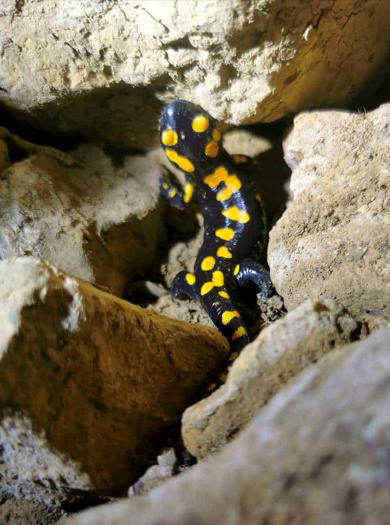 הסלמנדרה נעה באיטיות והזיזה את גפיה כדי להתרחק ולהגיע אל השלווה עמוק יותר בחגווי הסלע