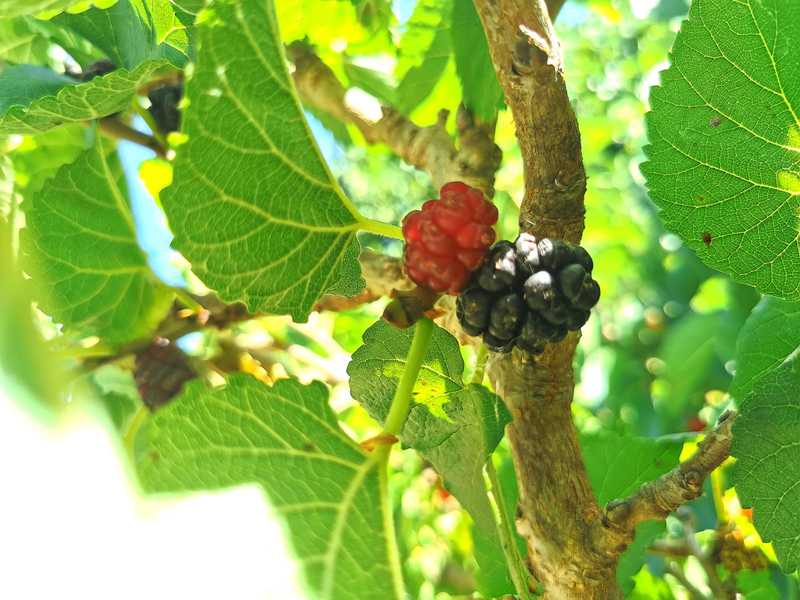 עצי התות מזן שאמי בפינת החי של הקיבוץ הסמוך למרגלות הר מירון בשלים ונוטפים עסיס אדום כדם