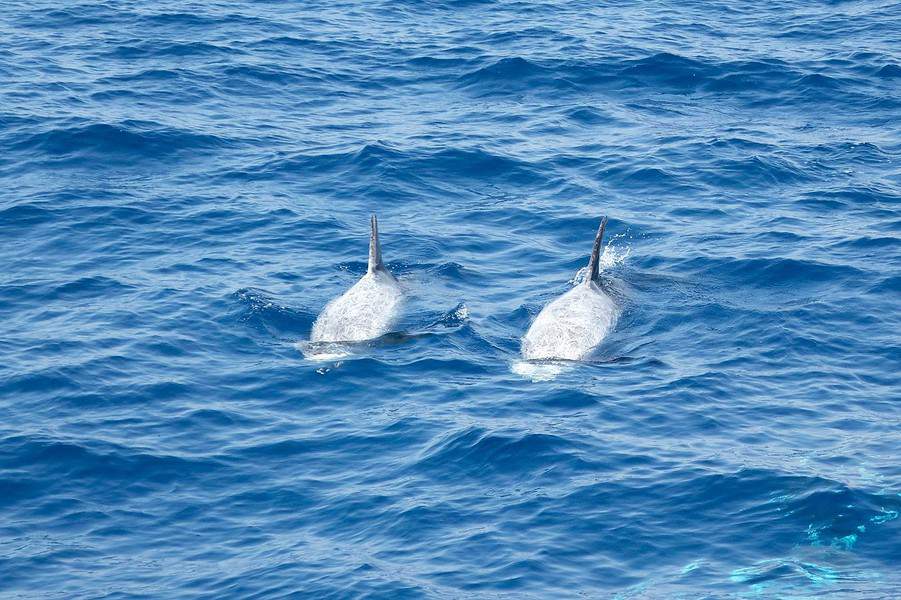 דולפינים מהסירה, צילום דפנה גרגיר