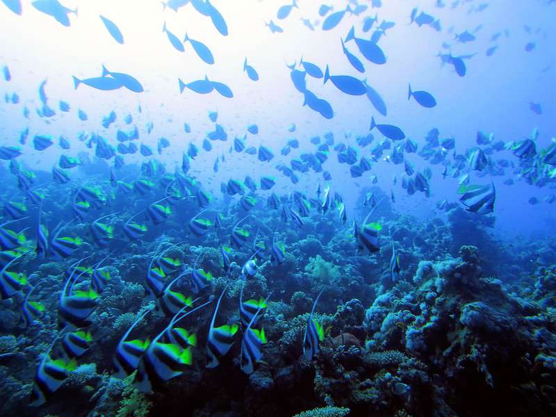 להקת שרביטנים, צילם: חוסאם יוסף