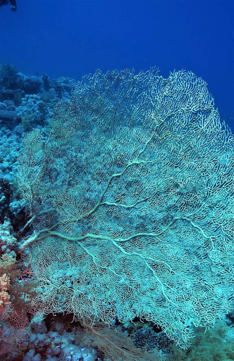 אלמוג גורגוניה - מניפות ענק אלו מאפיינות את אתרי הצלילה של דרום סיני. צילום: חוסאם יוסף