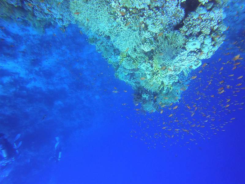 קירות אלמוגים. צילום: צח לביא