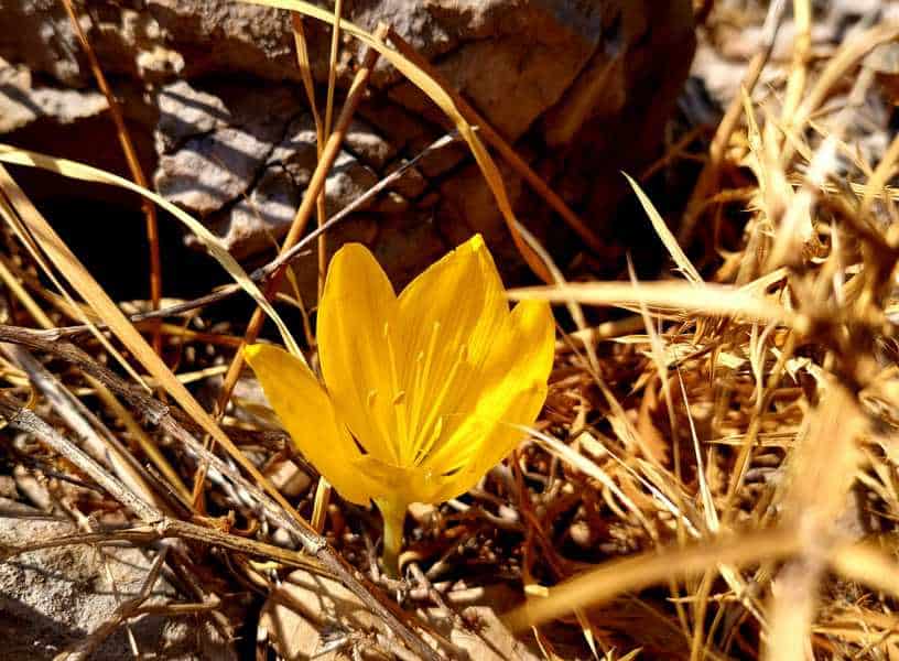 החלמוניות הגדולות הראשונות של השנה כבר פורחות כאן