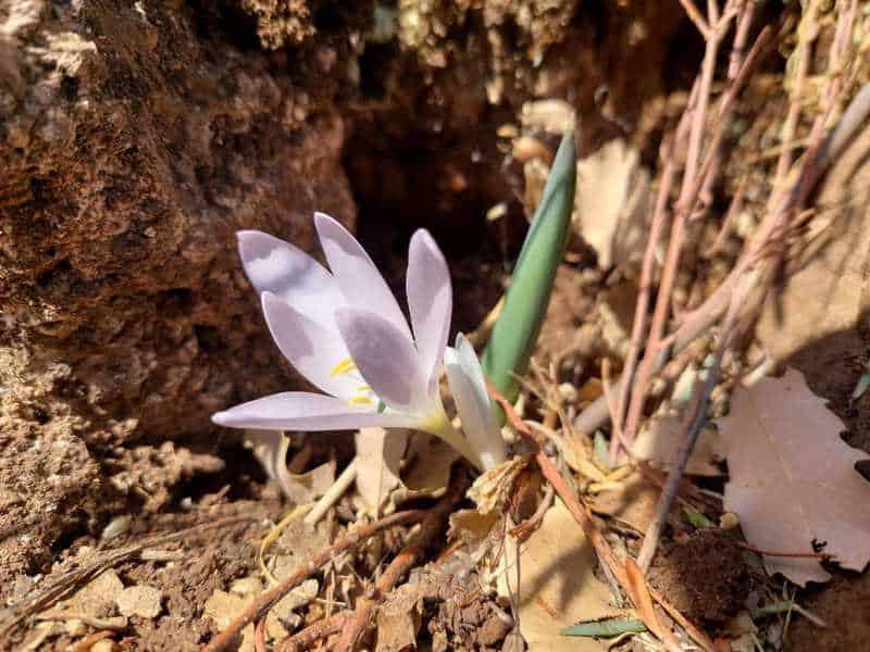 סתוונית בכירה