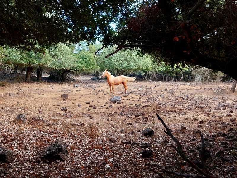 פרות הבשן וסוסים יפי מראה רעו בין העצים ונפגשו בחצר ביתי עם חזירי בר, תנים ושאר חייתו יער