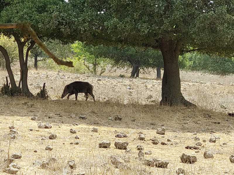 משפחה גדולה של חזירי בר נמלטת מפני בין העצים, קטנים כגדולים רצים בדבוקה ונעלמים בעובי היער