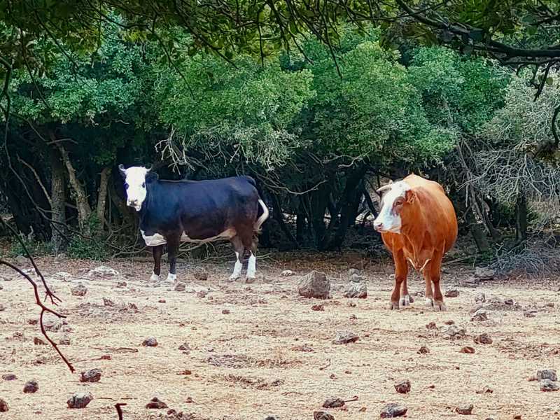 פרות הבשן וסוסים יפי מראה רעו בין העצים ונפגשו בחצר ביתי עם חזירי בר, תנים ושאר חייתו יער