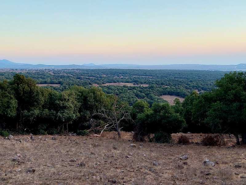 היער של במבי