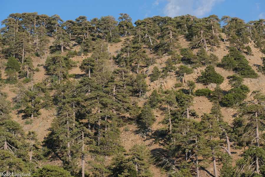 יער ערערים בהרי הטרודוס, קפריסין