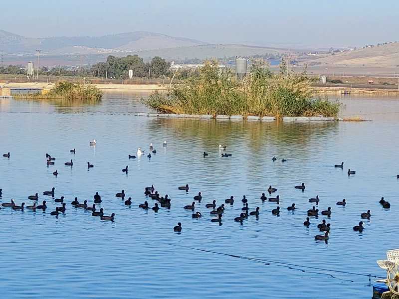 אגם טיון הוא ביתם של אהובי והאווזים שלו. להקה גדולה של אגמיות שחורות עם מקורים לבנים שוחה בבריכה