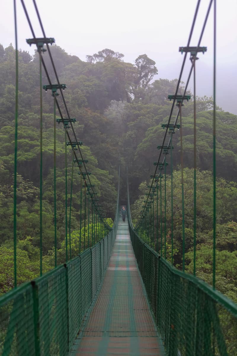 Hanging bridges in the rainforests