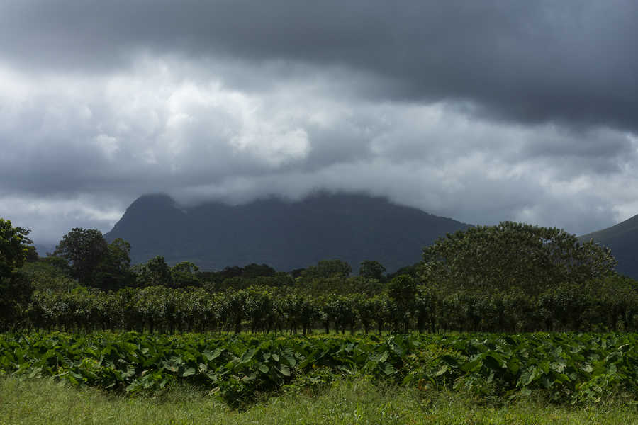 The coffee plantations near the Arenal Volcano