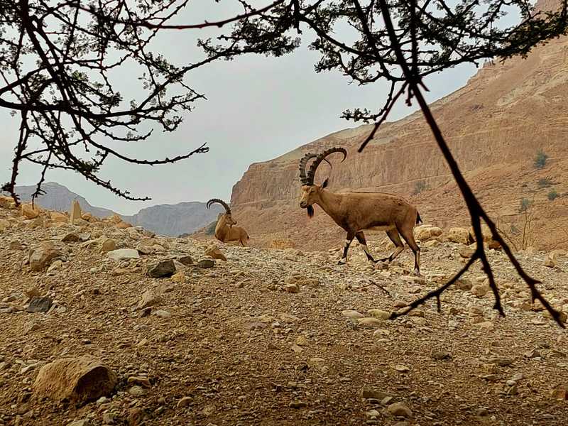יעלים זכרים במופע חורף כהה בחצר בית הקוסם