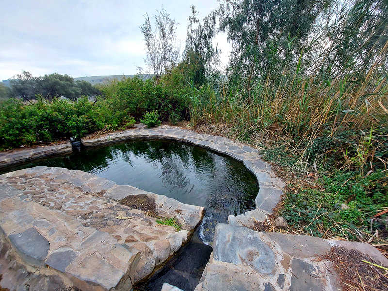 מעין כנף. בריכות מקסימות בצלו של איקליפטוס ענק