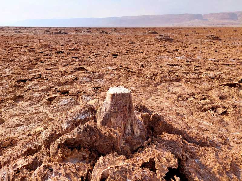 בין פטריות של מלח שבקעו מן הקרום