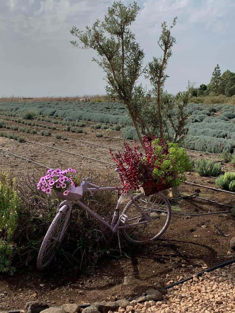 שדות לבנדר לנצח. שדה של עזיזו לבנדר | צילום: גיא מלל