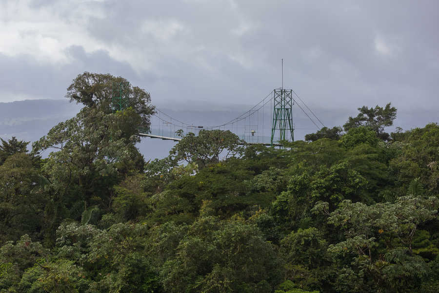 גשרים תלויים מעל יער הגשם