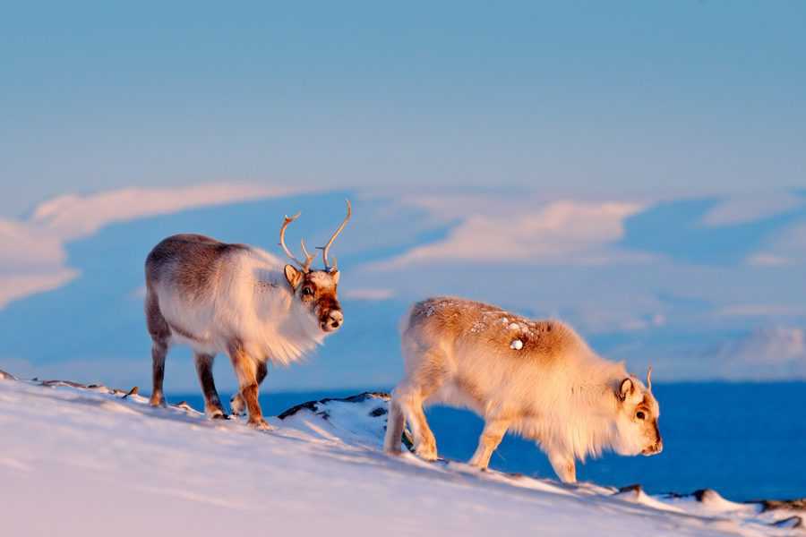 בלונגביירגיין תוכלו לפגוש בעלי חיים רבים כמו כבשי מושק