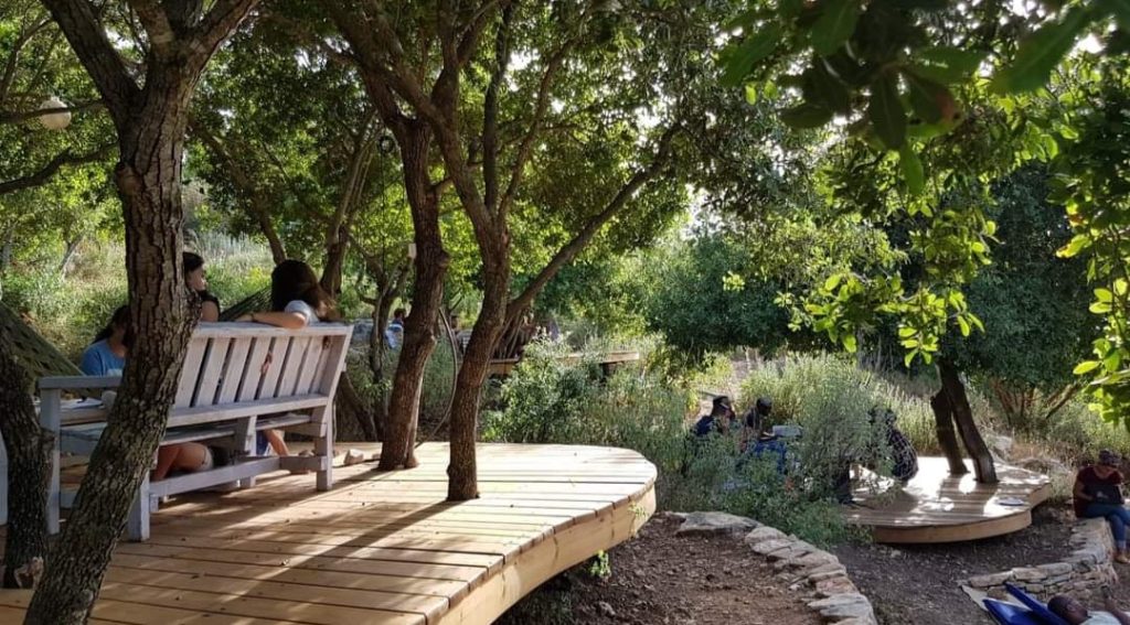 נוף ירוק ועצי זית בלב השביל 26 | צילום: הד שמואלי