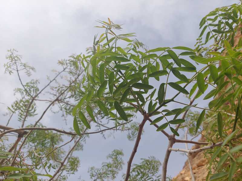 עץ לבן חיוור חסר עלים. התקרבנו אל העץ ואני אומר "נראה לי שהעץ מלבלב". התקרבנו ואכן אחד הענפים הראשיים הצמיח עלים ירוקים, עדיין זעירים, ותחושה של חיוניות והתחדשות עלתה לאוויר