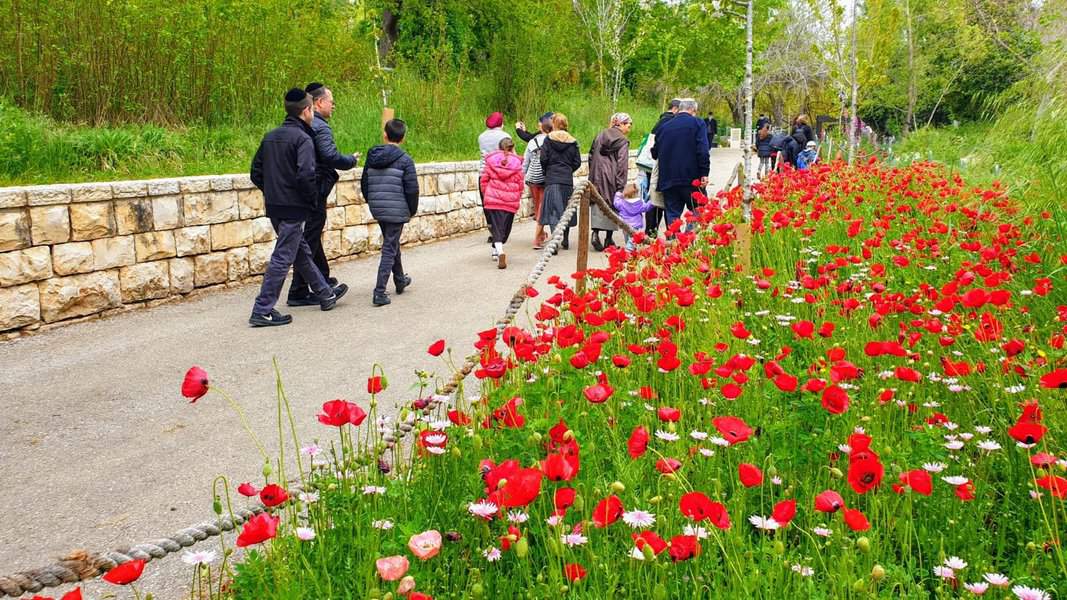 פרגים הגן הבוטני | צילום: תום עמית