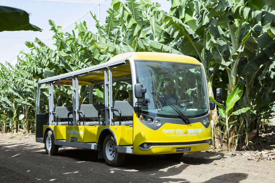 A tour of the yellow bus through Ginosar's banana groves  Photo: Uri Ackerman