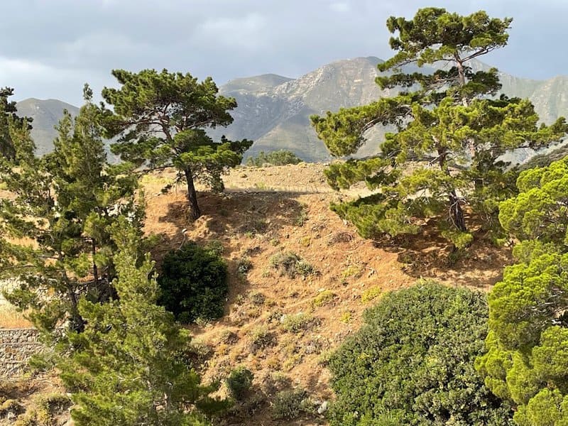 The mountains are covered with Mediterranean woods, with beautiful dominant pines (usually sloping because of the wind)