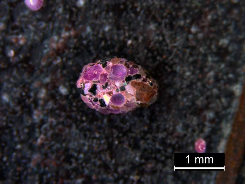 פורמניפרה מתחת למיקרוסקופ