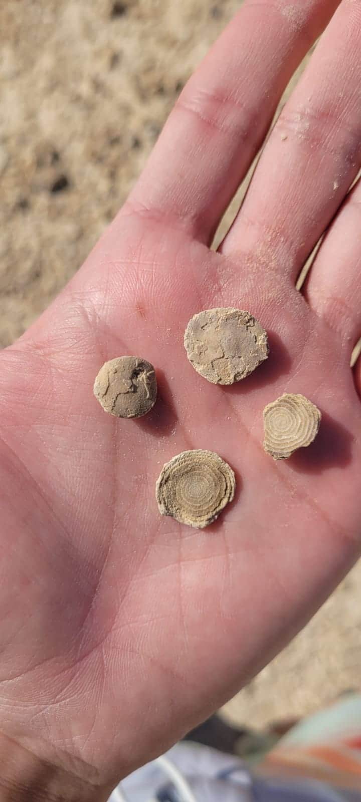 פורמניפרים מאובנים מסלע שנוצר בים קדום