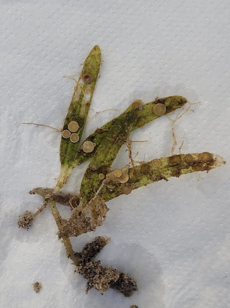 פורמניפרים על עשב ים