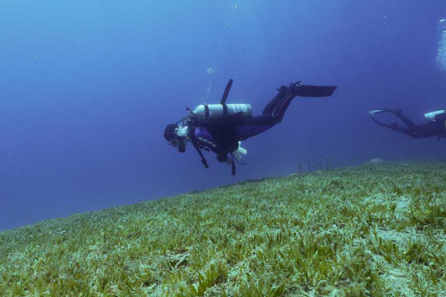 צלילה מחקרית