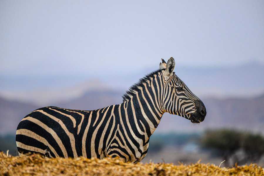 זה לא ספארי באפריקה, זו חוות האנטילופות | צילום: רן זיסוביץ