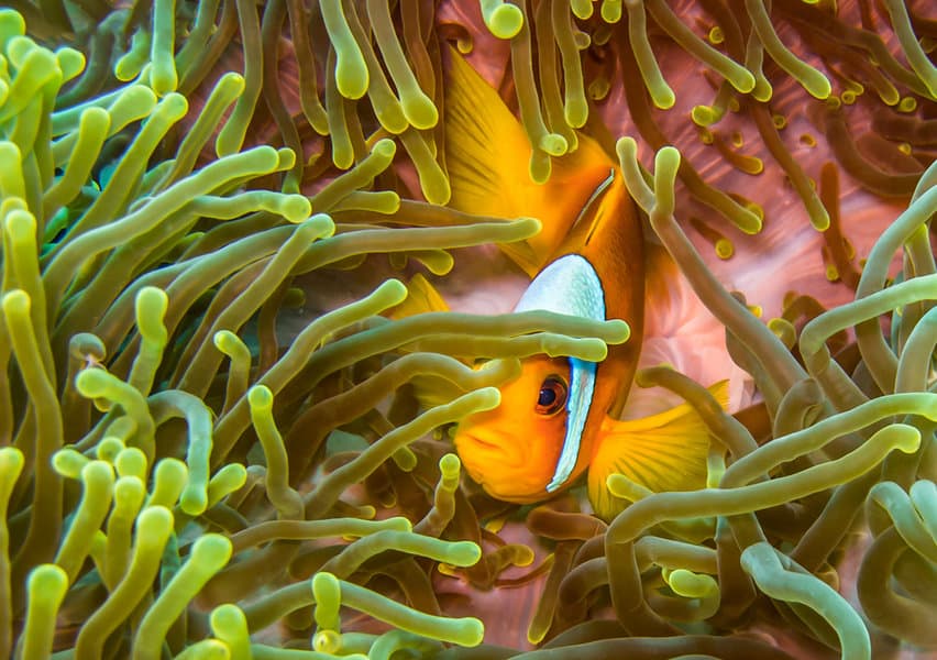 בקרבת ג'דה יש אתרי צלילה מרהיבים