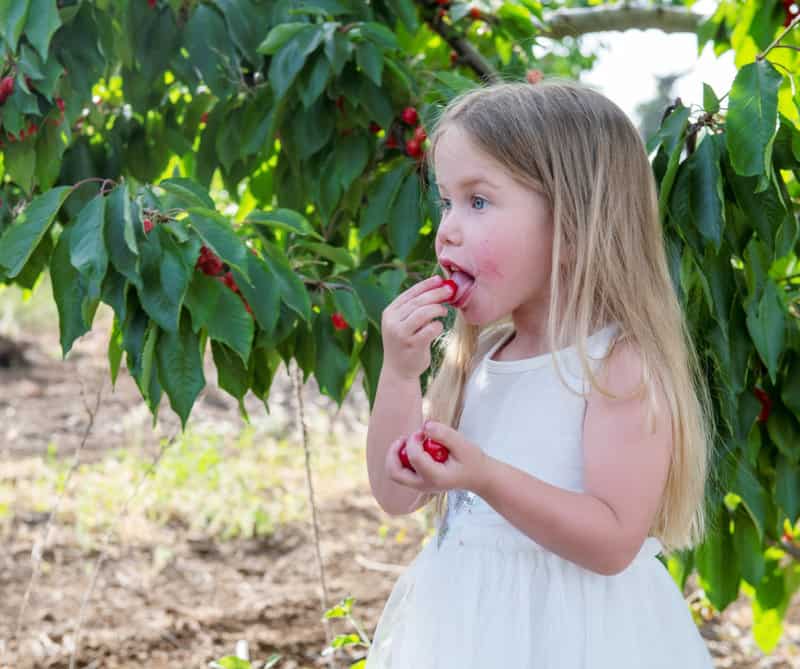 קטיף עצמי בבוסתן בראשית, אחת מהאטרקציות המרכזיות של קיבוץ עין זיוון | צילום: רוני עוז רייזנר