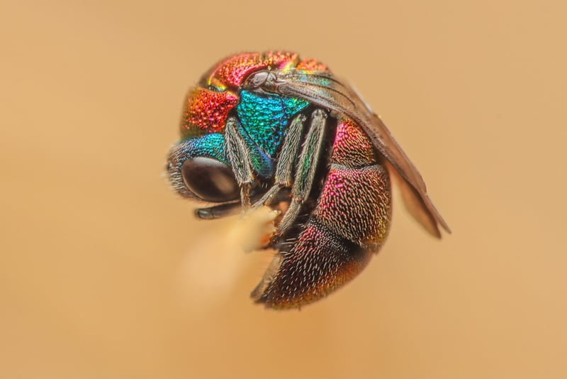 Chrysididae צרעה זהבית ישנה