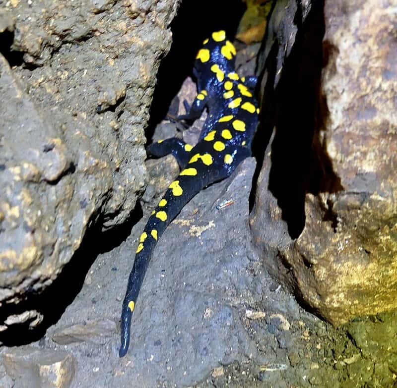 סלמנדרה שחורה צהובה בולטת בצבעי אזהרה מתוך סדק בסלעים. קריר ולח במערה, זהו ביתה המועדף