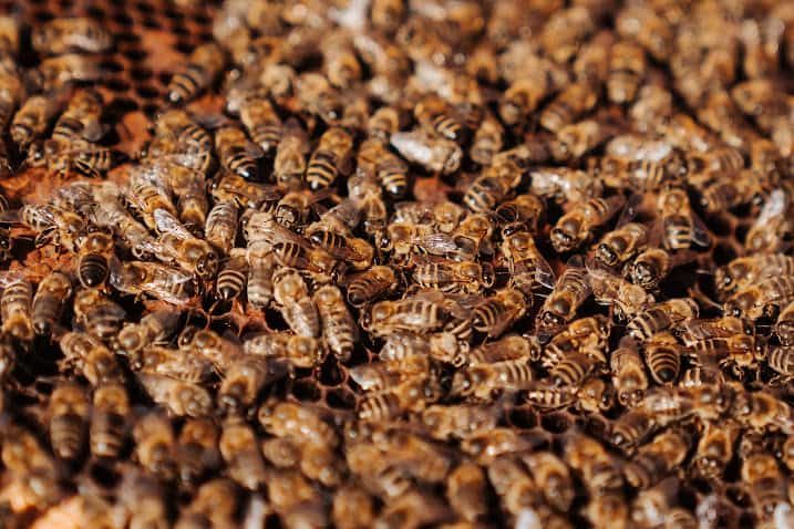 דבש הדבורים המגודלות במספר כוורות באזור הוא המקור