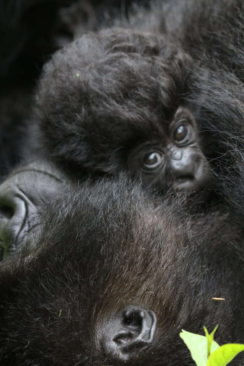התינוק אינטארה (אריה) ורעמתו