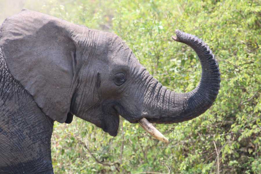 פילים הוחזרו לטבע ברואנדה, בעיקר מדרום אפריקה. שמורת אקגרה (AKAGERA)