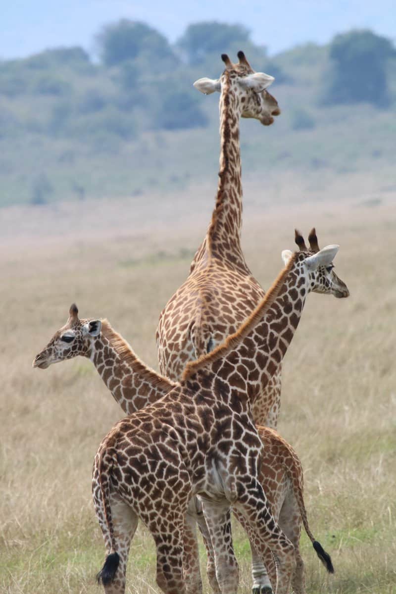 שמורת אקאגרה (AKAGERA)