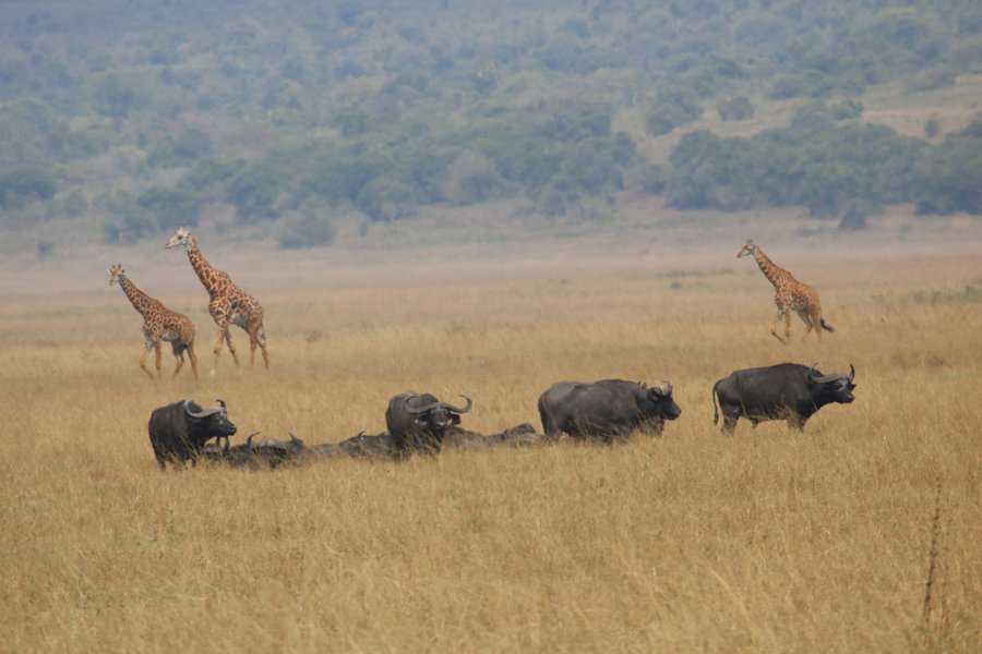 שמורת אקאגרה (AKAGERA)