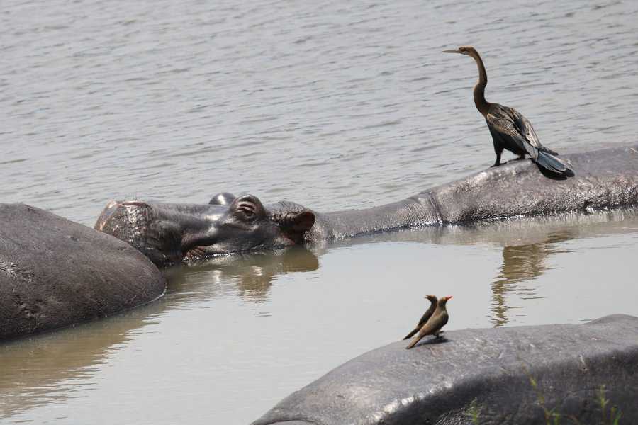 שמורת אקגרה (AKAGERA)