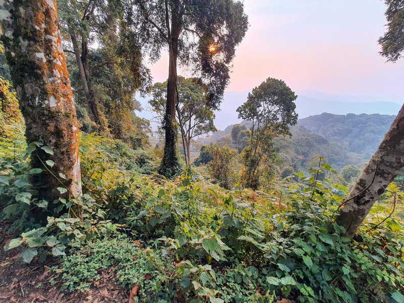 יער ניונגווה (Nyungwe) אחת משמורות הטבע העתיקות באפריקה