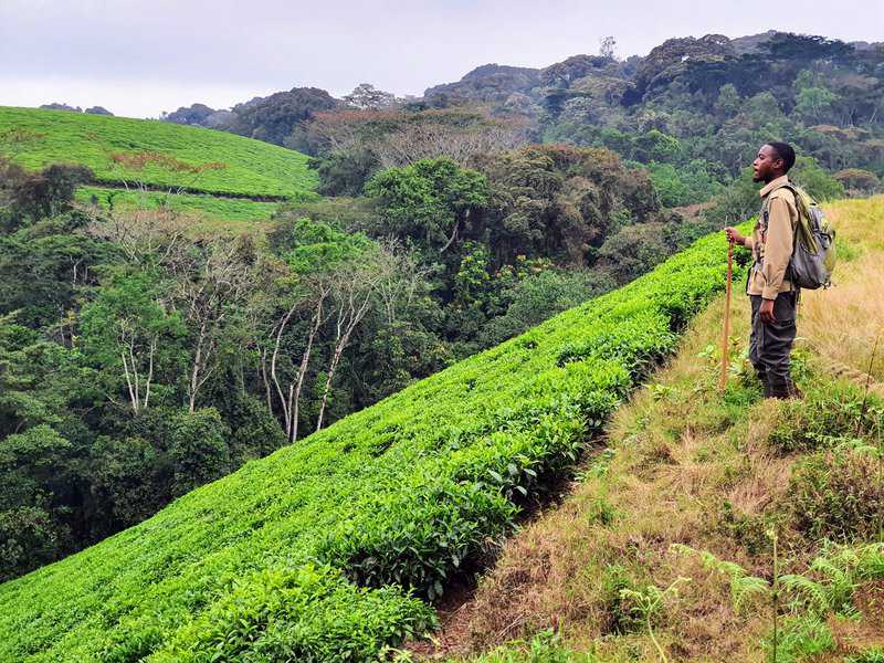שדות תה הגובלים ביער גשם. בכל שמורות הטבע ברואנדה ניתן לראות אוכלוסייה מקומית שחיה לצד השמורות וחיות הבר