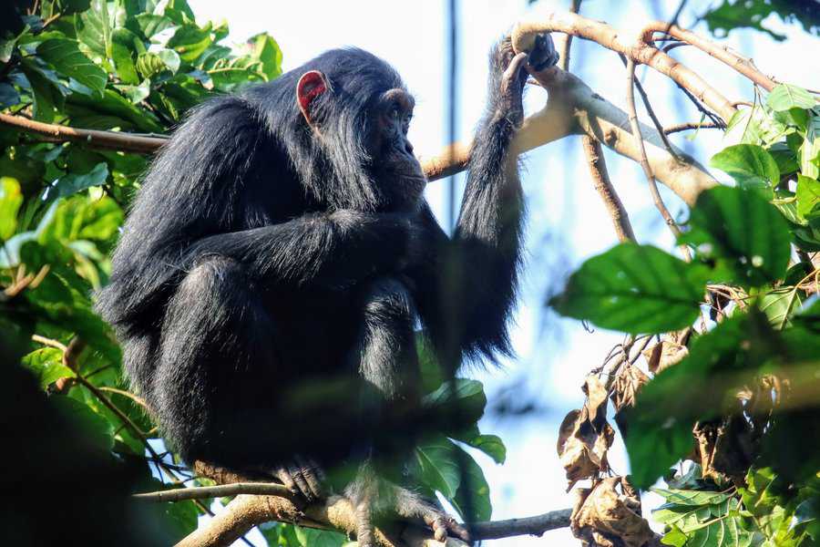 החוויה מרגשת ואותנטית ביותר, לבחון מקרוב קוף-אדם הנושא 99.6 דנ"א אנושי בסביבתו הטבעית