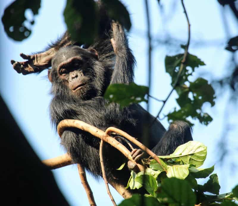 הכוכבים הגדולים של יער ניונגווה (Nyungwe) הם השימפנזות. אחת משמורות הטבע העתיקות באפריקה