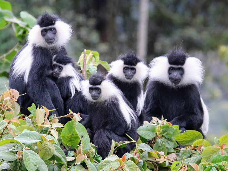 קופי קולבוס ביער ניונגווה (Nyungwe) - מין קופים זה פגיע לטורפי יער רבים (כולל שימפנזות) ומאויים על ידי ציד בשר, כריתת יערות והידרדרות בתי גידול