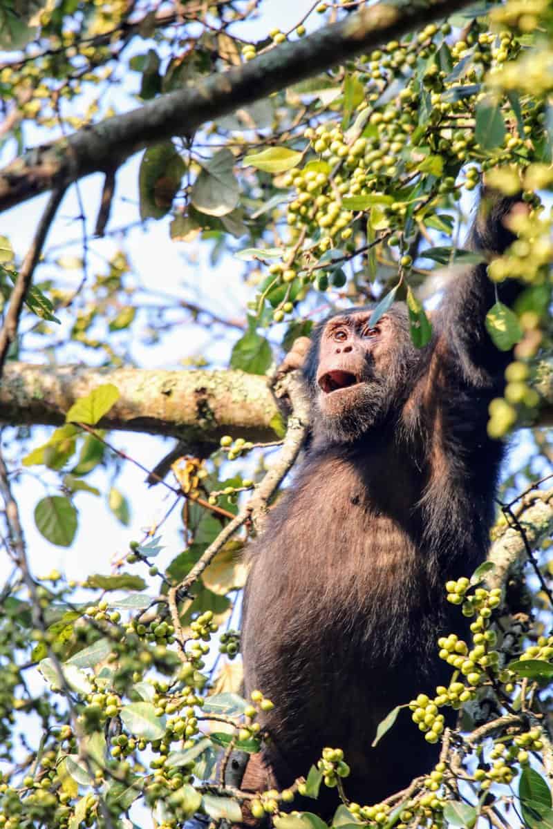 שימפנזה על עץ פרי גבוה באדמת חקלאים בכפר אוכלת בנחת מפירותיו. יש אומדן נזקים וקבלת פיצויים לחקלאים עקב אובדן תוצר חקלאי לחיית בר
